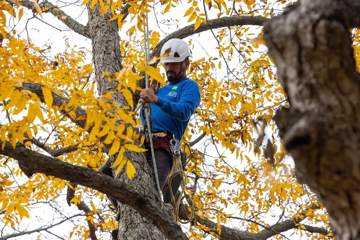 Skilled Storm Damage Cleanup crew working in Vera